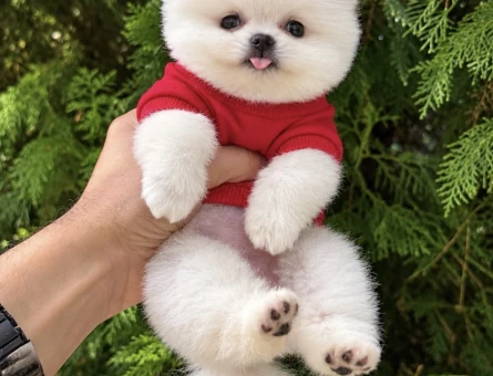 SAFKAN POMERANIAN YAVRULARI - 11519 - Görsel 3