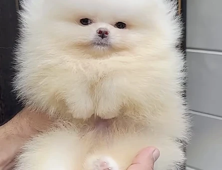 Boo Garantili Orange Renk Pomeranian Yavrumuz - 11631