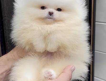 Boo Garantili Orange Renk Pomeranian Yavrumuz - 11631 - Görsel 3