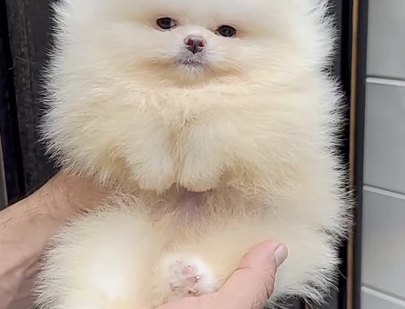 Boo Garantili Orange Renk Pomeranian Yavrumuz - 11631 - Görsel 4