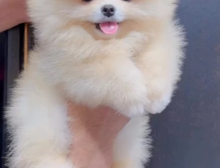 Gülen Surat Pomeranian Boo Bayb Face Yavrularımız - 11658