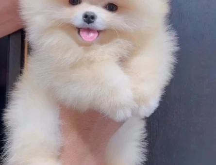 Gülen Surat Pomeranian Boo Bayb Face Yavrularımız - 11658 - Görsel 3