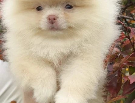Sevimli Dostumuz Pomeranian Boo Bebekler - 11669 - Görsel 3