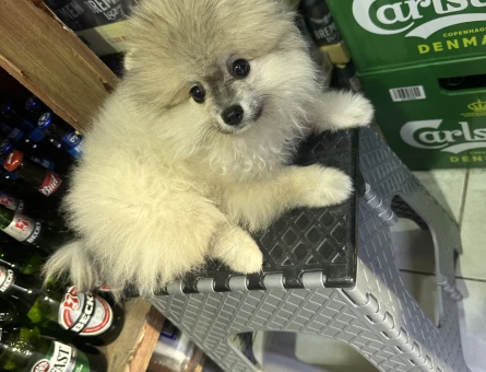 Pomerian boo - 11728