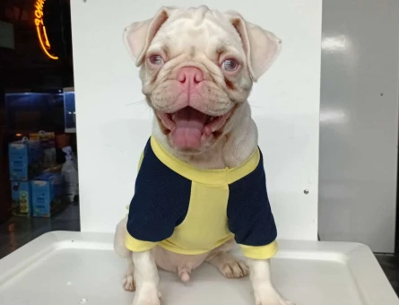 Pembe Burun Pug Yavrumuz - 11185