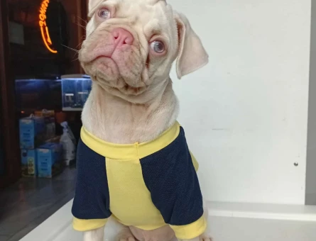 Pembe Burun Pug Yavrumuz - 11185 - Görsel 3