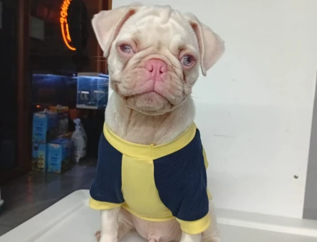 Pembe Burun Pug Yavrumuz - 11185 - Görsel 4