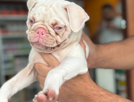 İstanbul'da Tek Albino, Mavi Göz PUG Yavrumuz Mağazamızdan Sizlerle - 11270