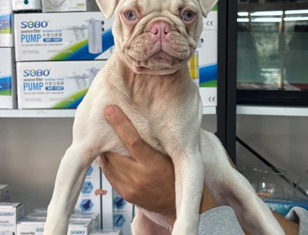 İstanbulda Tek Albino Mavi Göz PUG Yavrumuz Mağazamızdan Sizlerle - 11270 - Görsel 3
