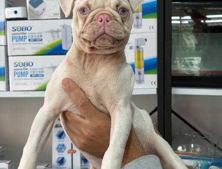 İstanbulda Tek Albino Mavi Göz PUG Yavrumuz Mağazamızdan Sizlerle - 11270 - Görsel 4