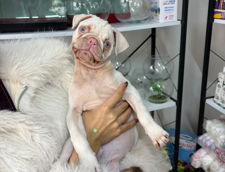 İstanbulda Tek Albino Mavi Göz PUG Yavrumuz Mağazamızdan Sizlerle - 11270 - Görsel 5