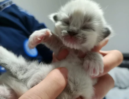 RAGDOLL YAVRULAR - 10857 - Görsel 3