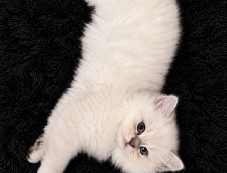 Ragdoll British Longhair Golden Kırması - 11212 - Görsel 4