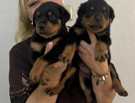 Muhteşem Koca kafa Rottweiller Yavrularım - 10861