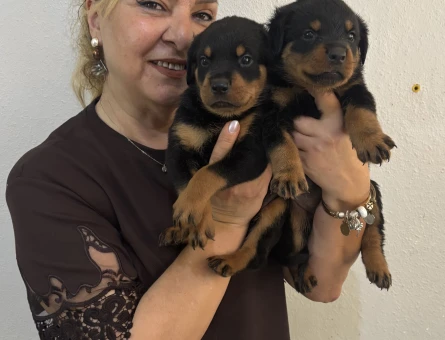 Muhteşem Koca kafa Rottweiller Yavrularım - 10861 - Görsel 3