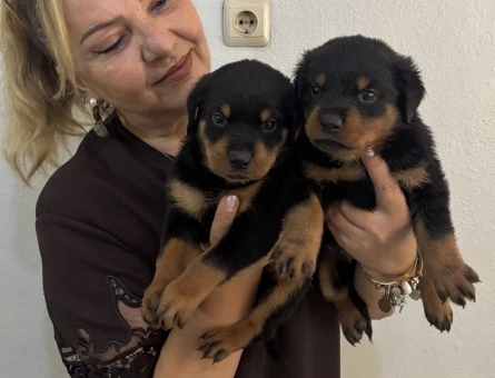 Muhteşem Koca kafa Rottweiller Yavrularım - 10861 - Görsel 4