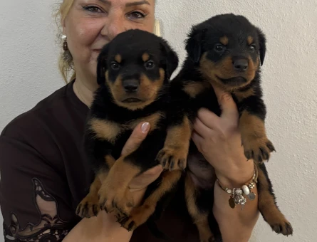 Muhteşem Koca kafa Rottweiller Yavrularım - 10861 - Görsel 5