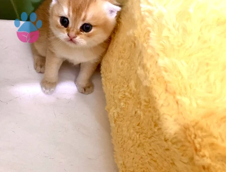 Golden ny11 safkan Orjinal tatlı minnak erkek