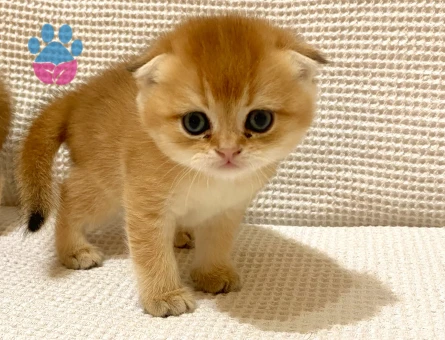 Golden ny11 safkan Orjinal tatlı minnak erkek