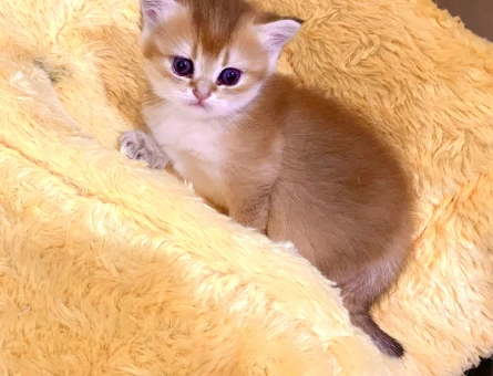 Golden ny11 Orjinal safkan yeşil gözlü güzel kız bebek