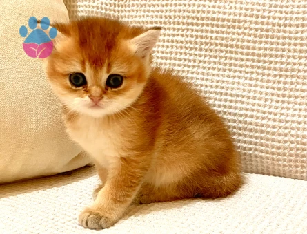 Golden ny11 Orjinal safkan yeşil gözlü güzel kız bebek