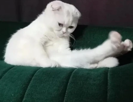 Scottish Fold 5 Aylık