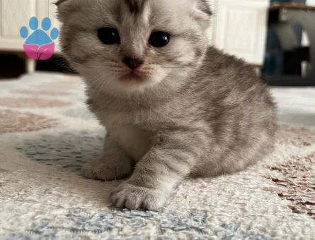 Scottish Fold Yavru Kediler