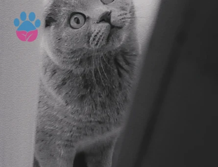 Dişi kedi british arıyorum