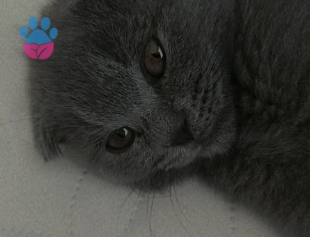 Dişi kedi british arıyorum