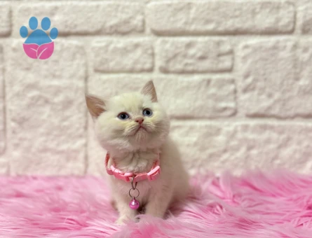 British Shorthair Red Point Ponçik Dişi Yavrumuz