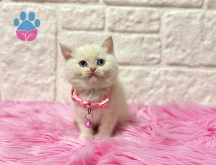 British Shorthair Red Point Ponçik Dişi Yavrumuz