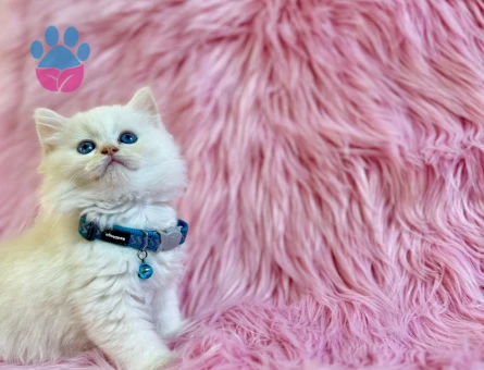 British Longhair Eti Puf Tadında Erkek Yavrumuz