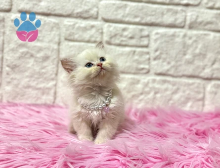 British Longhair İstanbul Hanımefendisi