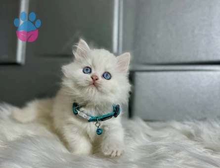 British Longhair Beyaz Erkek Mavi Gözlü