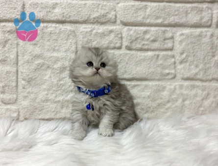 Scottish Fold Silver Longhair Erkek Yavrumuz