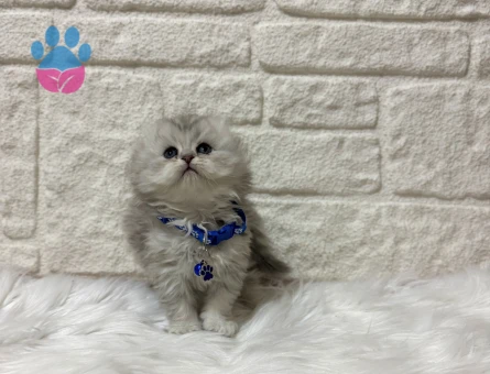 Scottish Fold Silver Longhair Erkek Yavrumuz