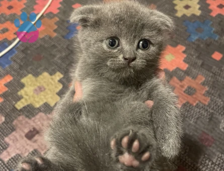 Gri Scottish Fold Yavru – İri Gözlü, Sevimli