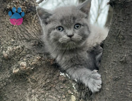 BRİTİSH SHORTHAİR ( SHOW KALİTE YAVRULAR )