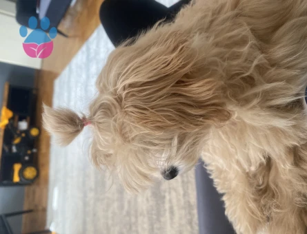 Maltipoo 4 Aylk Dişi Yavrumuz