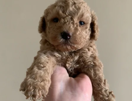 Toy Poodle 2 Aylık Dişi ve Erkek