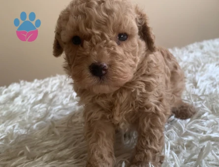 Toy Poodle 2 Aylık Dişi ve Erkek