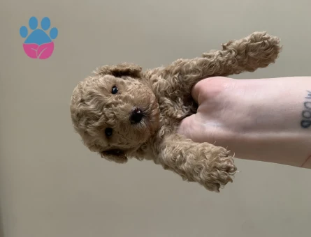 Toy Poodle 2 Aylık Dişi ve Erkek