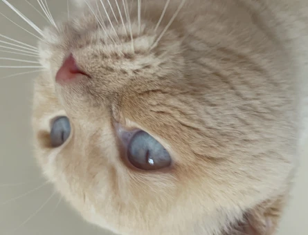 Scottish Fold Red Point 2 Yaşında