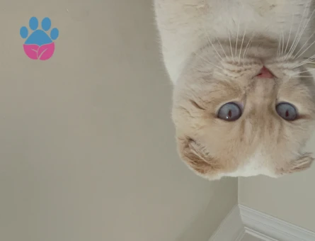 Scottish Fold Red Point 2 Yaşında