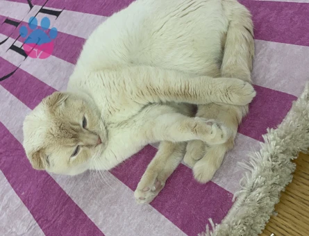 Scottish Fold Red Point 2 Yaşında