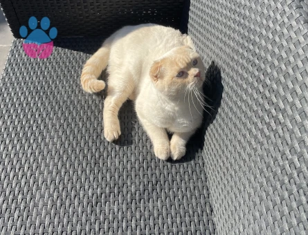 Scottish Fold Red Point 2 Yaşında