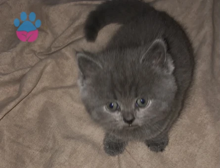 British Shorthair 2 Aylık Yavrumuz