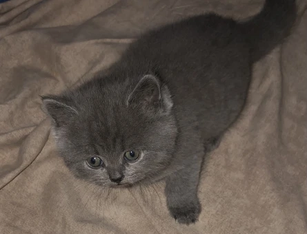 British Shorthair 2 Aylık Yavrumuz