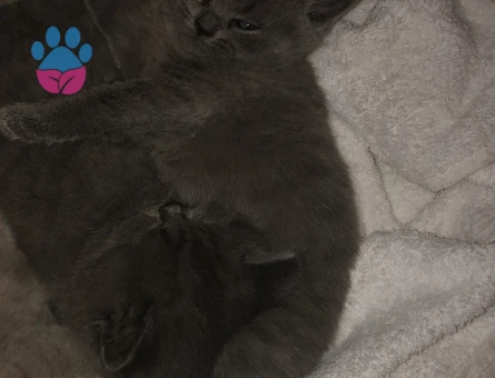 British Shorthair 2 Aylık Yavrumuz