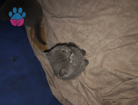 British Shorthair 2 Aylık Yavrumuz